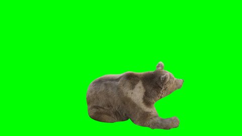 Bear  sits up and looks away. Shot 8k on green screen
