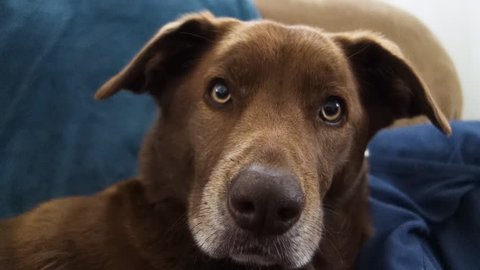 A cute brown household dog looks at the camera with his ears up in a curious manner.	 	