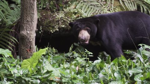 Biruang - Malayan sun bear in a tropical jungle