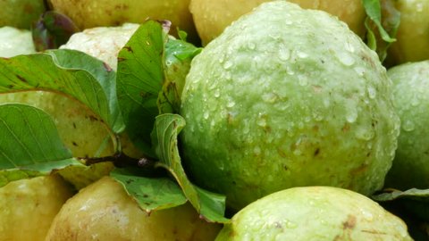Fresh Indian guava Vídeo Stock