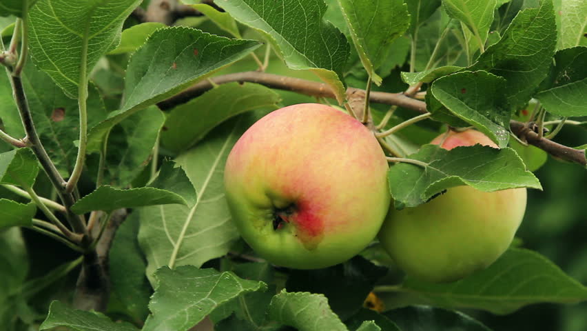 Fresh and tasty green apple close-up. Apple on the tree branch. Apples grow on a