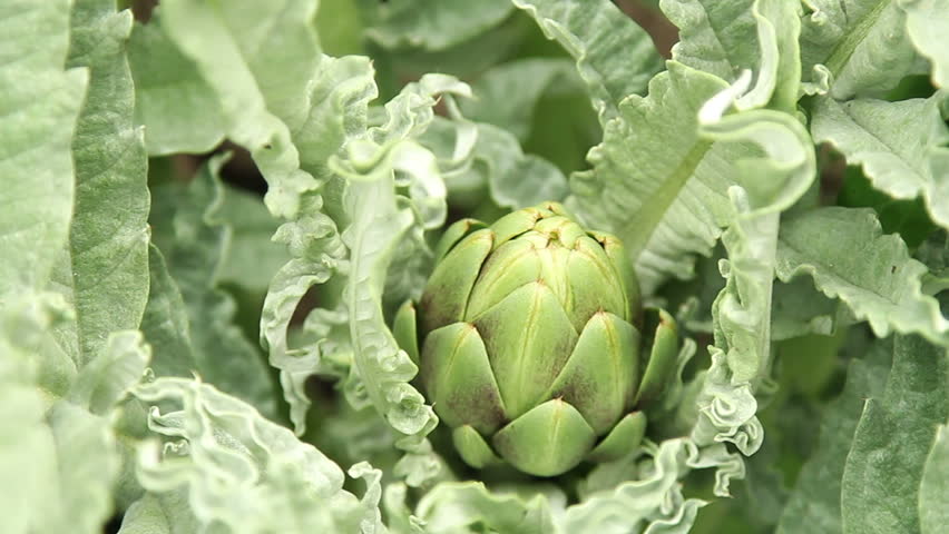 Globe artichoke growing organically in a kitchen garden, close up shot of