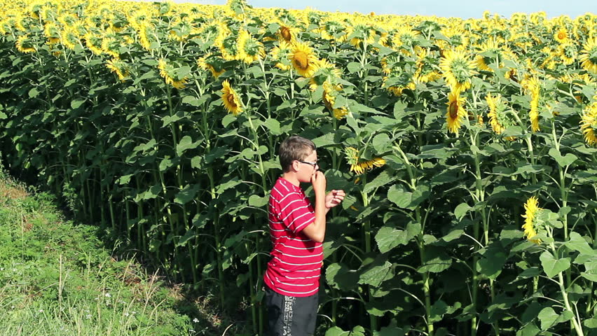 Male on field of sunflowers touching sunflower