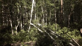 Summer impassable taiga in the Klyuchevskoy Nature Park stock footage video