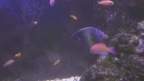 Beautifully decorated Marine Aquarium with colorful fish stock footage video