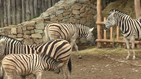 Burchell's Zebra family group (Equus quagga burchellii)

