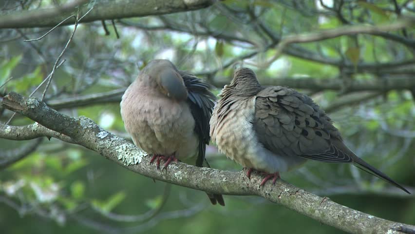 Two Mourning Doves sharing a tree branch