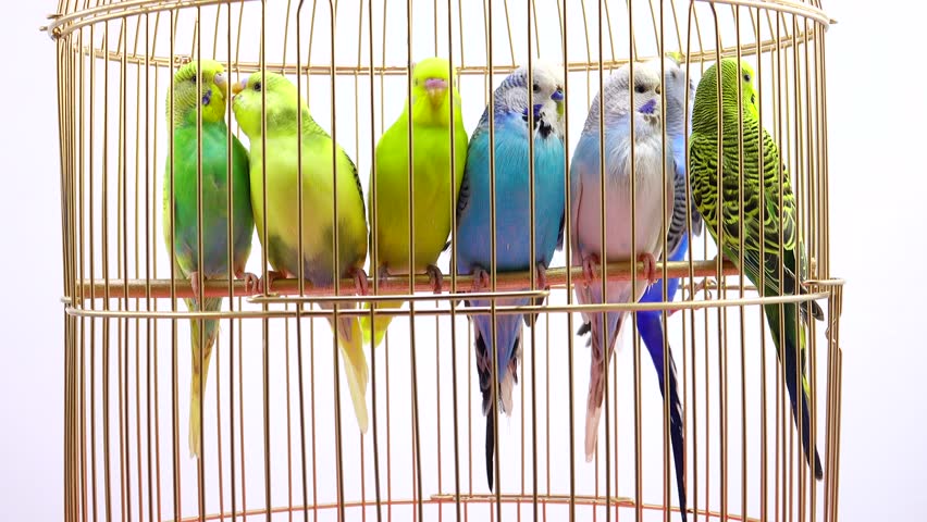 budgie in cage