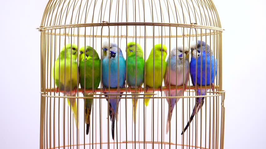 birds in a cage