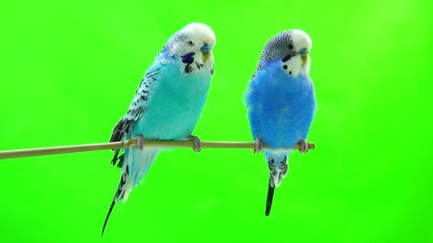 budgie isolated on green screen