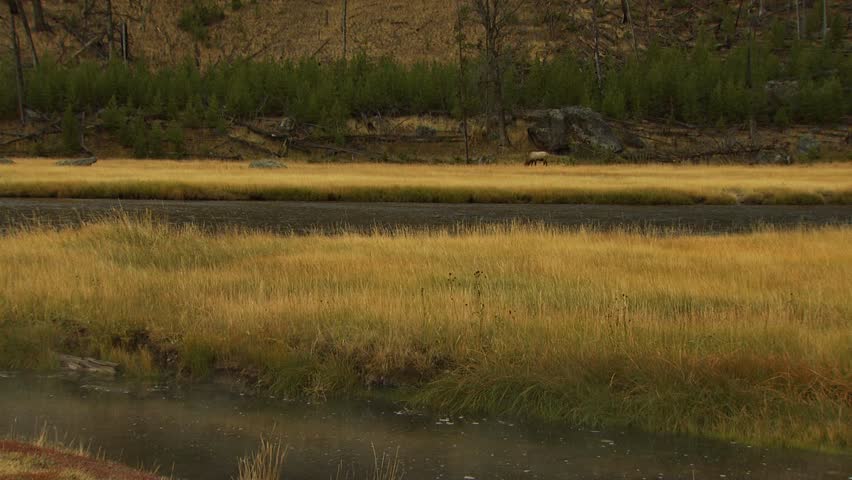 Wide shot of Elk in meadow across river