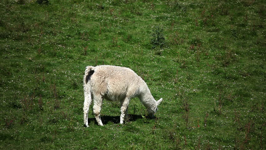 Llama on the grass, South of Chile