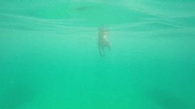 Swimming Labrador -  from underwater