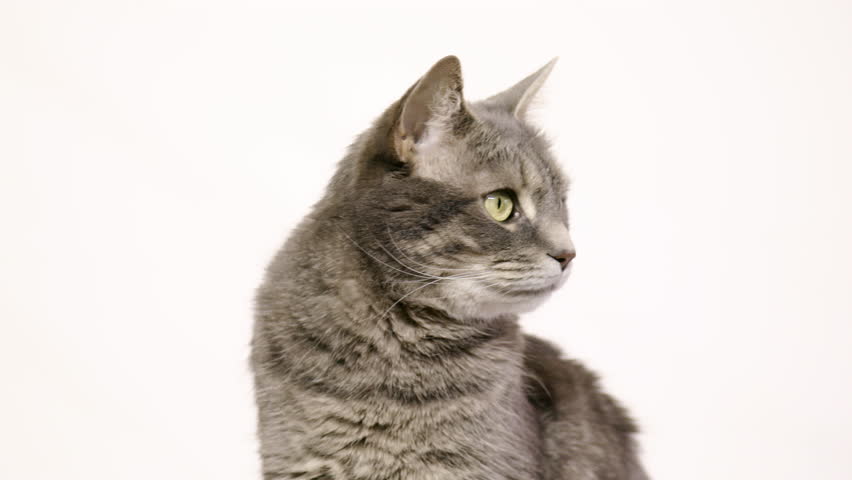 UHD adult tabby cat sits and looks at the camera and licks its lips against a white background Royalty-Free Stock Footage #25620665