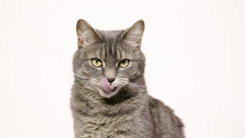 UHD adult tabby cat sits and looks at the camera and licks its lips against a white background