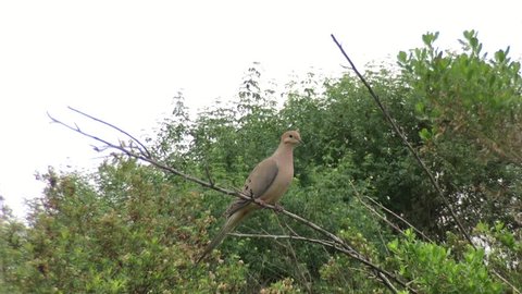 4K HD VIdeo of one Mourning Dove sitting on a barren branch with green bushes in background looking around, then flies away out of scene. One of the most abundant and widespread North American birds.