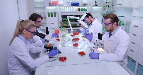 Team of Researchers Working Test Genetically Modified Tomato in Food Laboratory