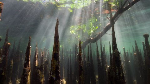 Underwater mangroves and fish