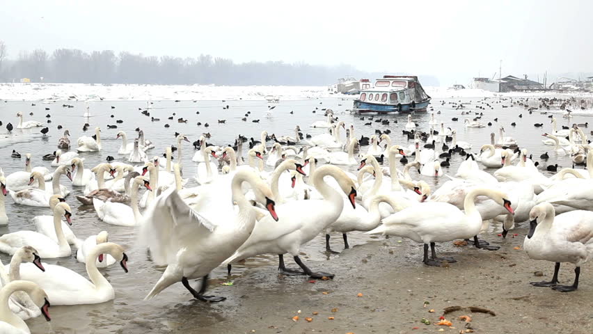 Group of swans in winter season on frozen river.