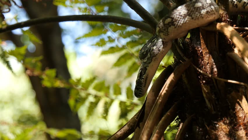 Python snake in rainforest fern tree - Diamond Python