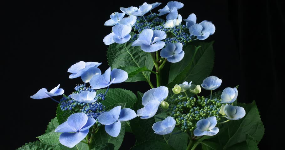 Blue Hydrangea Flowering Plant Drying Stock Footage Video 100 Royalty Free 25630223 Shutterstock