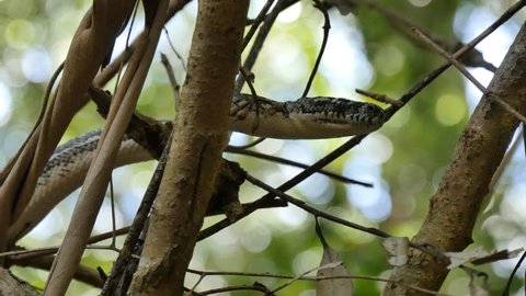 Flying Fox On Tree Stock Footage Video (100% Royalty-free) 5296328