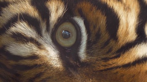 Close up of Sumatran tiger's eye