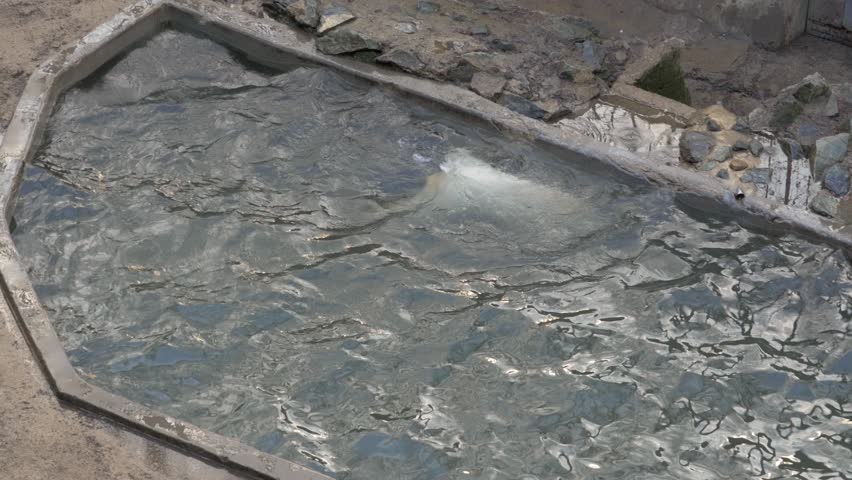 Polar bear cub playing in water