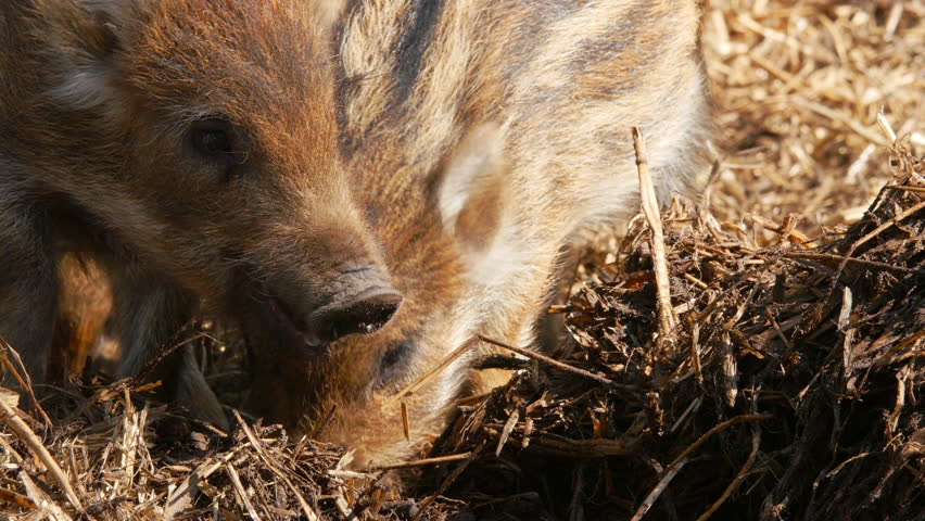 Boar piglet shote dig in the ground close 4k 11868
 | Shutterstock HD Video #25637378