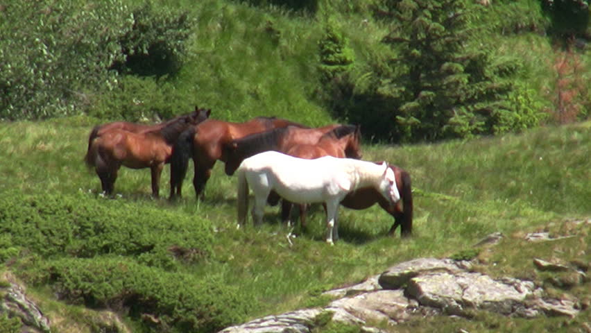 Wild horses zoom out
