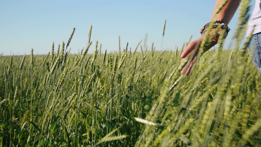 Man walking and touching rye in wheat  field 
