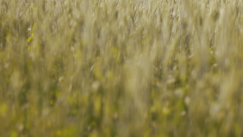 Wheat field with windy at summer, focus changes 