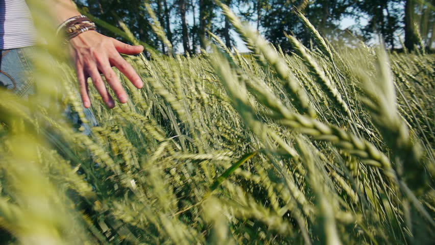 Male hand touching rye in wheat  field 