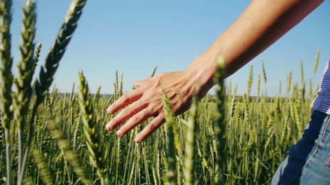 Male hand touching wheat in summer  field 