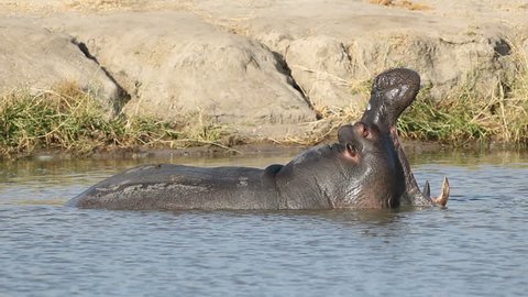 Large hippo bull (Hippopotamus amphibius) yawning with gaping mouth showing large tusks, Sabie-Sand nature reserve, South Africa