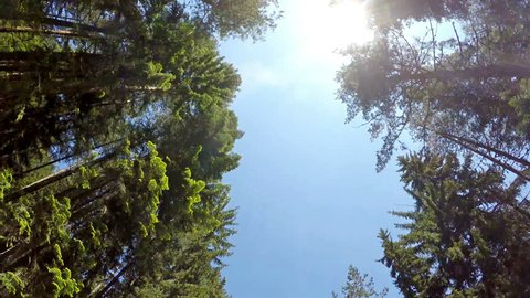 Driving pov under giant forest pine trees with sun shining. Driving open roof convertible car