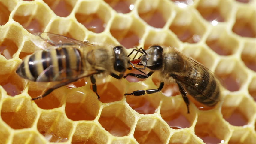 Close-up view of bees on honeycomb