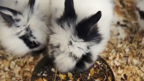  Adorable black and white dwarf rabbits eating their food.