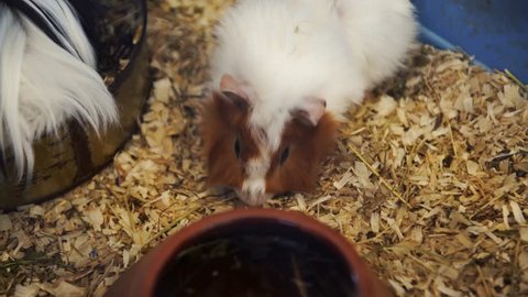  Adorable guinea pig eating its food, 4K.