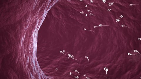 HD animation of sperm cells swimming  inside ductus deferens