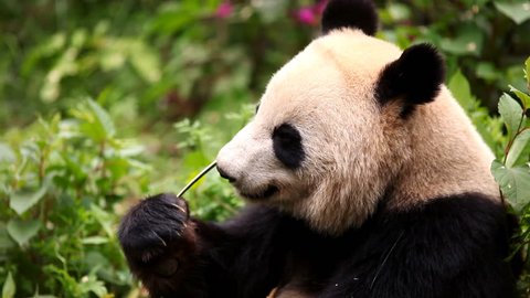 Giant panda bear eating bamboo: film stockowy