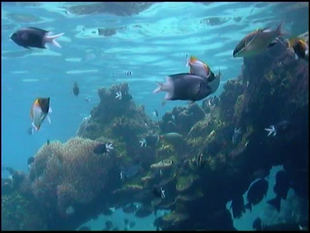 Blacktip Reef Shark swims through tropical fish.