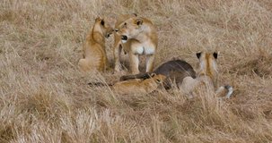 Lioness & Cubs With Kill In Grass; Maasai Mara Kenya Africa