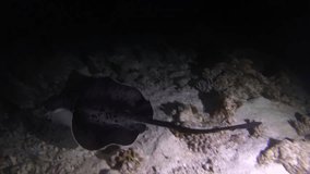 underwater cameraman shooting Round ribbontail ray (Taeniura meyeni) swims over coral reef, night diving, Indian Ocean, Maldives
