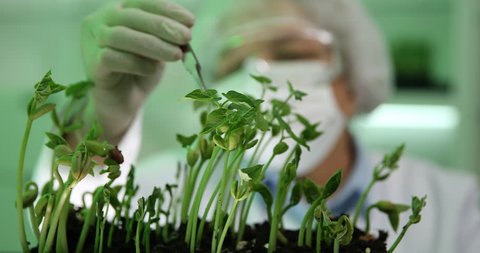 Botanist Woman Checking Genetically Modified Peas and Beans Plants in Laboratory