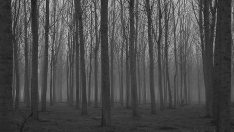 Creepy Woods Pan Left To Right