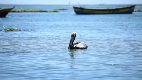 Pelican over water. Algarrobo, Chile