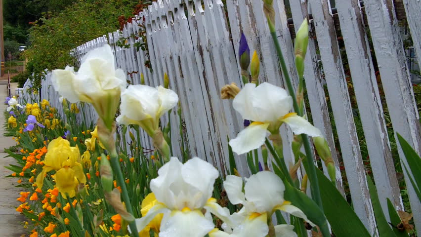 An old white picket fence with peeling paint and flowers in a small town in the