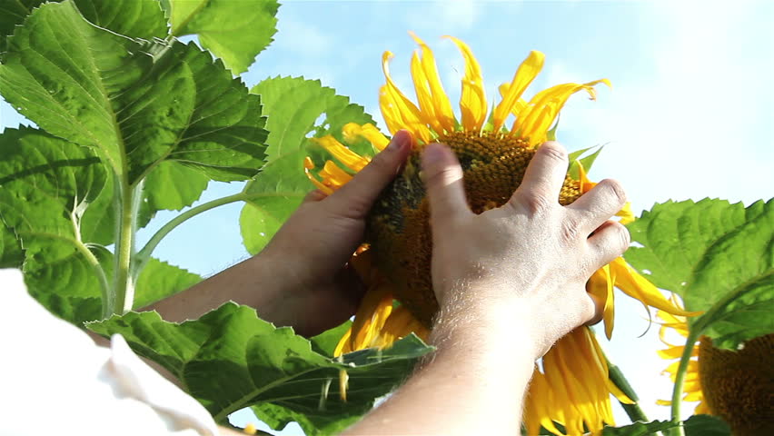 sunflowers and hand