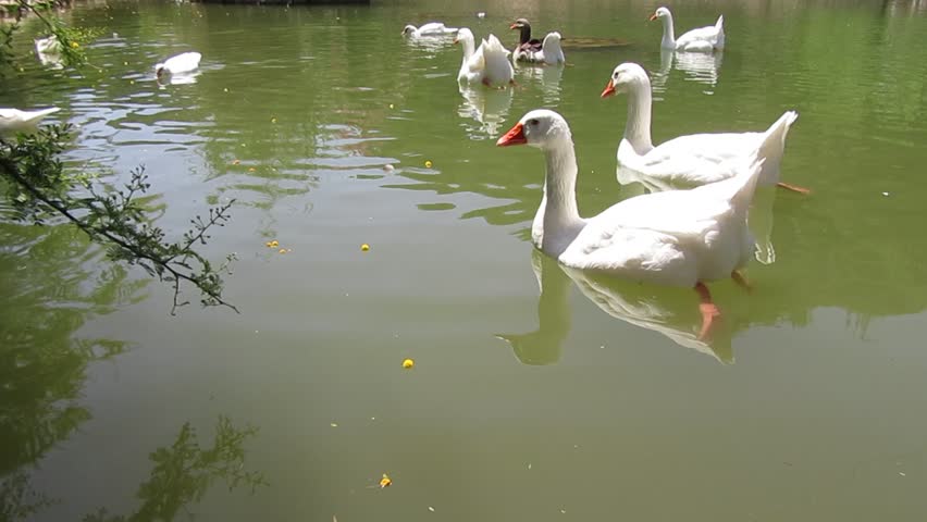 Ducks in a Pond 1 | Shutterstock HD Video #25678520